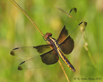 Libellula luctuosa, female